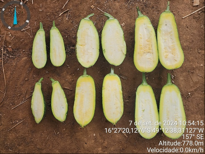 Evolução da abobrinha com a aplicação da Arbolina