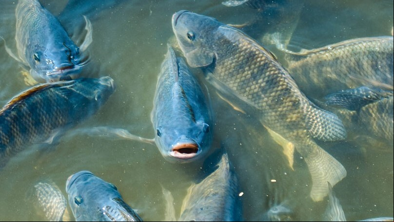 Tilapia