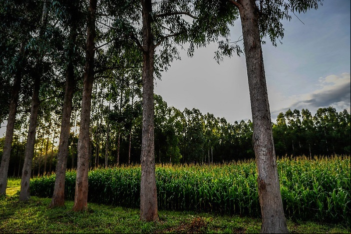 Propriedade rural