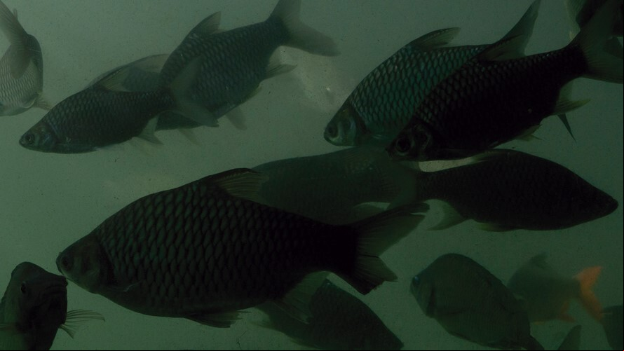 Tilapia